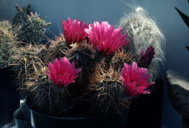 Echinocereus engelmannii