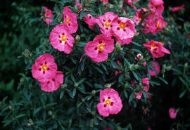 Cistus [purpureus] x Betty Taudevin