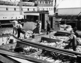 [Fishing boats loaded with fish]