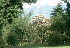 Rhododendron fortunei, VanDusen