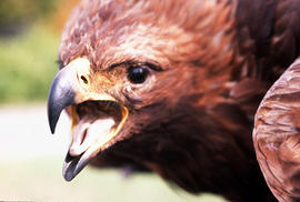 Wildlife : Golden Eagle
