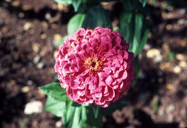 Zinnia