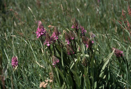Dactylorhiza praetermissa : Southern marsh orchid