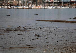 False Creek - Cleanup progress #6 [18 of 26]