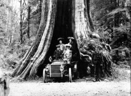 Car in hollow tree at Stanley Park