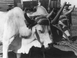 Pair of oxen