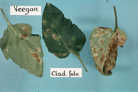 Plant Pathology : [Leaves - Veegan Clad. fulv.]