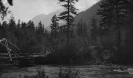 Log bridge over creek