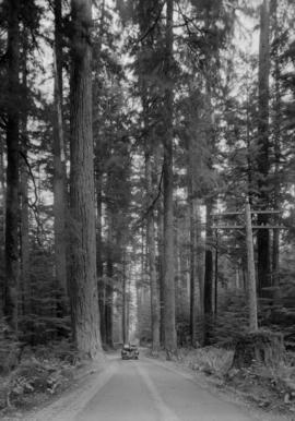 Cathedral Grove, Van. Is. [Vancouver Island]