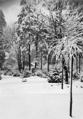 Snow scene in Stanley Park