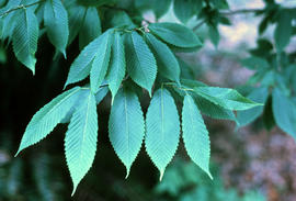 Acer carpinifolium