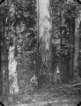 Western red cedar at Rock Bay limits