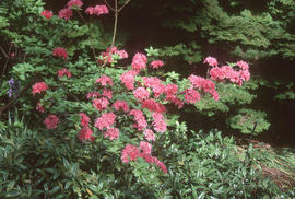 R[hododendron] cv 'homebush'