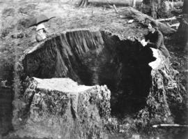 [Ben Chase and a woman beside the huge tree stump on Georgia Street]