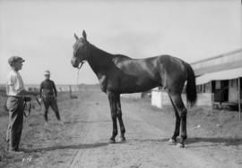 Race horse and handler at the stable