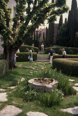 Landscape - detail : pollarded Tilia (Eze, France)