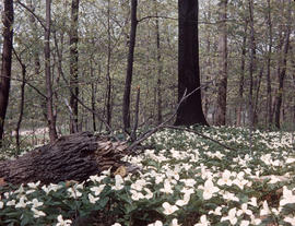 Trillium grandiflorum in Ontario