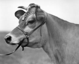 Standard's Phamon - One of the Nobility From Jersey Island  - You Can Tell by the Jewellery Aroun...