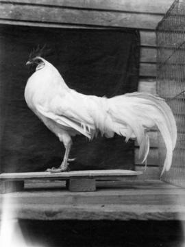 White rooster with long tail feathers and single comb
