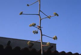 Wildlife : Desert Botanical Gardens, Cactus Wern