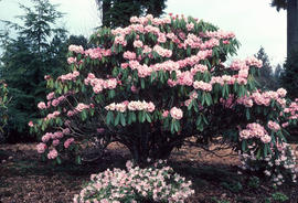 R[hododendron] sutchuenense[?] 'Geraldii'