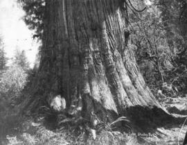 Big Cedar Stanley Park