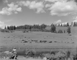 Aspen Grove : log garage in making, cattle on road, Courtney Lake, Loon Lake, Kentucky Lake, Alee...