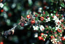 Plant Pathology : Mites in Cotoneaster