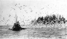 Herring Fishing Prince Rupert Harbor