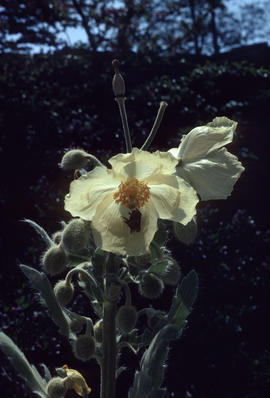 Meconopsis paniculata