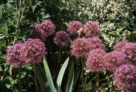 Allium 'Globemaster'