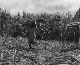 Cane cars etc., pressed steel, woman carrying sugarcane bundle on her head