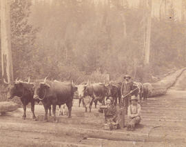 Logging Scene Near Vancouver, B.C.