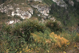 Chaemerops humilis and Ferrula communis, Segesta