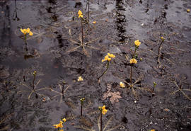 Utricularia vulgaris: bladderwort [in] [Cypren] Garden