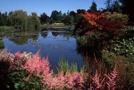 Astilbe vars.