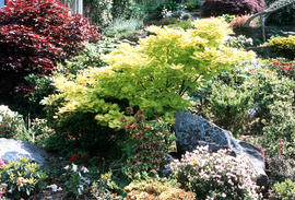 Acer pal. aureum