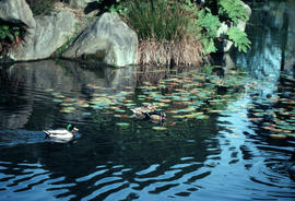 Wildlife : Mallard [male] and Woodduck [male]