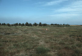 Burns Bog Sand Cover [2 of 50]