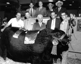 Group posing with grand champion steer in 1964 P.N.E. Livestock competition