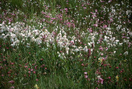 Eriophorum angustifolium : cotton grass, Floriade Meadow