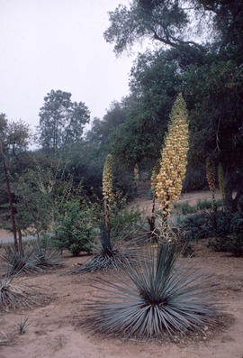 Yucca whipplei