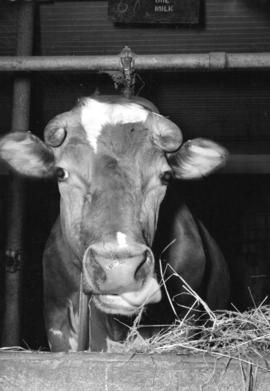 [Ophelia the cow eating hay in her stall at Fraser Farms Ltd.]