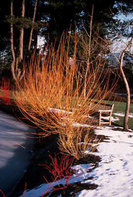 Cornus westonbirt salix alba