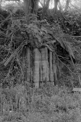 Old tree stump