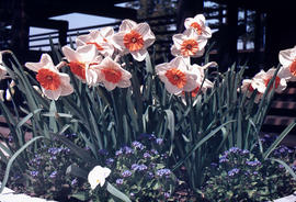 Paeonia suffruticosa [at] US Nat[ional] Arboretum