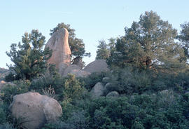 [Pinus :] pinyon pine, [Juniperus :] juniper; near Globe, Ar[izona]