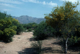 Cercidium floridanum, n[ea]r Kitt Peak, Arizona