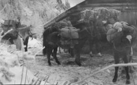 Pack Horses, Cherry Creek Gold Mining Co. Jackman, B.C. 1903