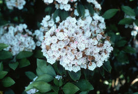 Kalmia latifolia, VanDusen Garden